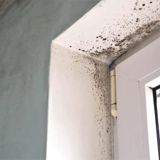Dark mold-like spotting around the upper corner of a window frame in a Hopkins, SC home