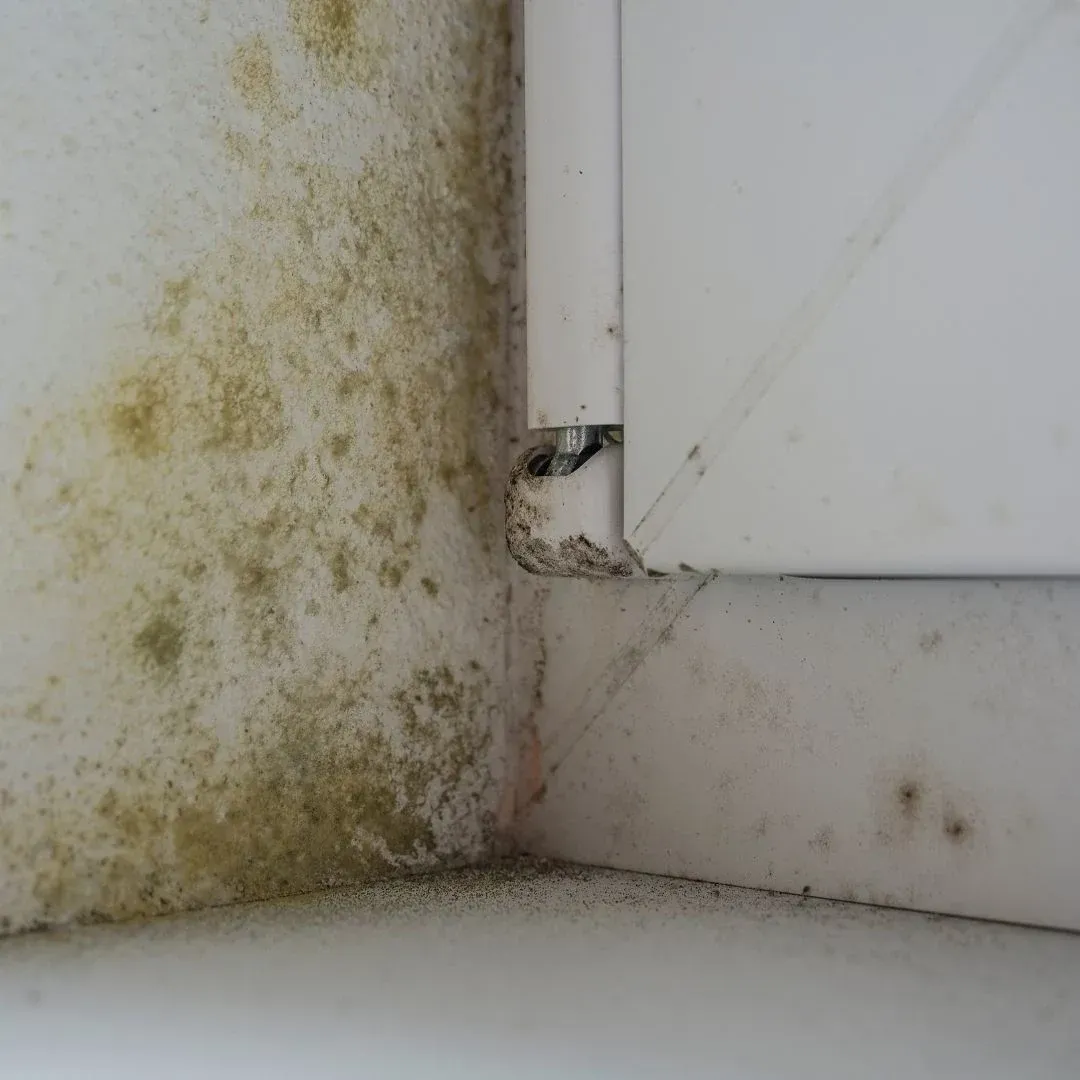 Widespread mold-like discoloration and moisture staining beside a window frame in a Hopkins, SC home